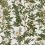 Panoramatapete Rose Hip Rebel Walls Green R18704