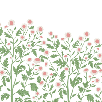 Chamomile Panel