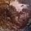 Panoramatapete Liana Walls by Patel Jungle Orange DD128017