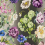 Tissu Alexandria Designers Guild Amethyst F2042/01