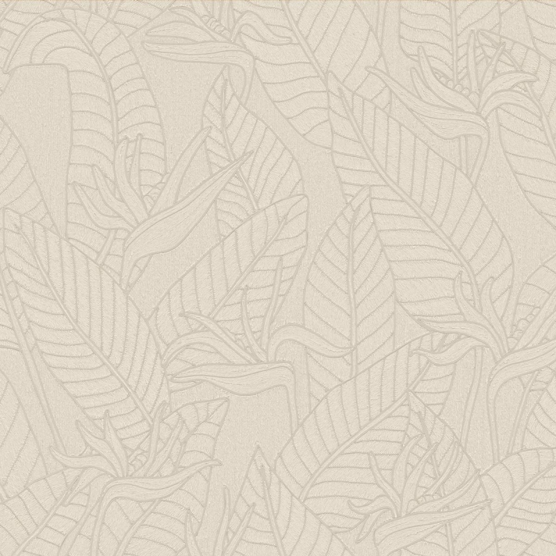 zimmerpflanzen dieffenbachia Dieffenbachia Compacta  Secret Garden Plant Shop