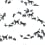 Papier peint Cavale Emane Noir cavale-noir-300x280