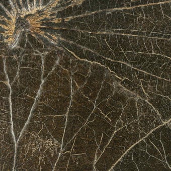 Nénuphar Sauvage Wall Covering