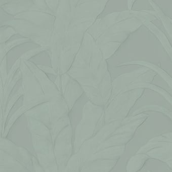 Musa Wallpaper