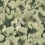 Panoramatapete Corals Rebel Walls Green R19823