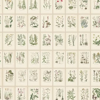 Carta da parati Botanica