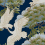 Papel pintado Sprig and Heron York Wallcoverings Navy ZA8007