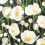 Tivoli wallpaper Thibaut Black T45014