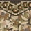 Florelle panoramic wallpaper Papier français  Café au lait AD-002-002-PANEL