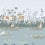 Tapete Riverside Capers Little Greene Moo RIV_CAP_02