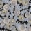 Fleurea wallpaper Papier français  Gris / Noir AD-005-002-ROLL