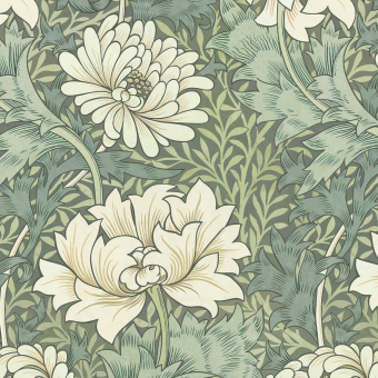 Chrysanthemum Magna wallpaper
