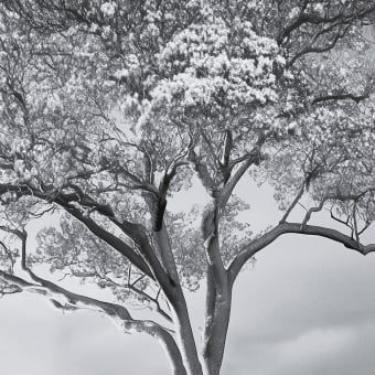 Panoramatapete The Silent Witness