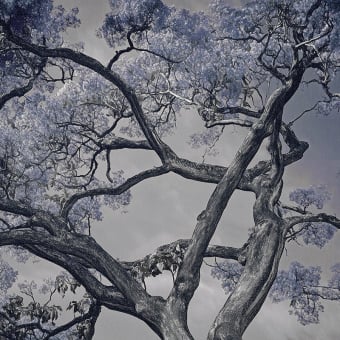 Carta da parati panoramica Arborescent Labyrinth