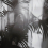 Papier peint panoramique Linear Palms Londonart Charbon Botanique 25016-1