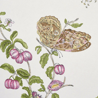 Baudin Butterfly wallpaper