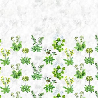 Papier peint panoramique Primevère