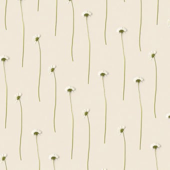 Tapete Daisies