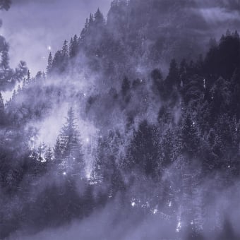 Forêt de Sapin Panel