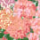 Carta da parati Cottage Season Paper Pêche PP-S2405