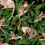 Carta da parati Tribu Kariokas Brown WallP-TRIB-Brown-01