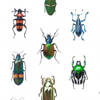Carta da parati Coleoptera Multicolore Curious Collections
