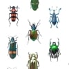 Coleoptera Wallpaper Coleoptera Wallpaper Curious Collections  Curious Collections
