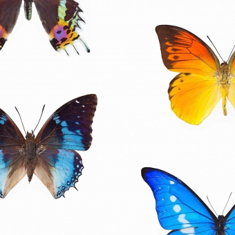 Carta da parati Papillon Multicolore Curious Collections
