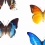 Carta da parati Papillon Curious Collections Multicolore CC_MLE_10220