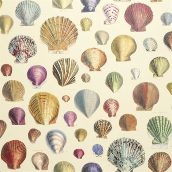 Papier Peint Captain Thomas Browns Shells