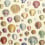 Captain Thomas Browns Shells Wallpaper John Derian Sepia /PJD6000/01