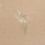 Danae 2 fabric Dedar Oro bianco 01H2600800002