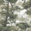 Misty Forest wallpaper Montecolino Canopée HO127934
