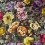 Terciopelo Bloomsbury rosa Designers Guild Damson FDG2355/02