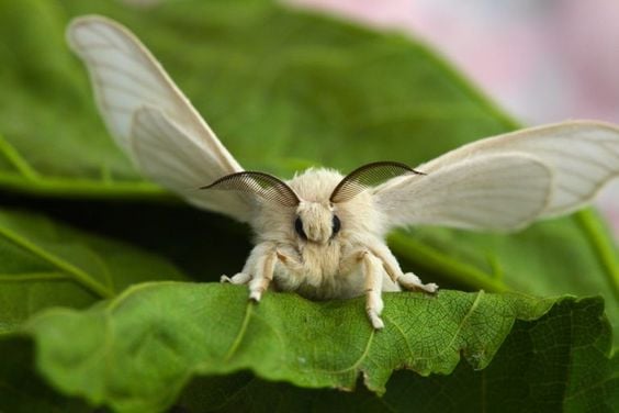 Bombyx du mûrier