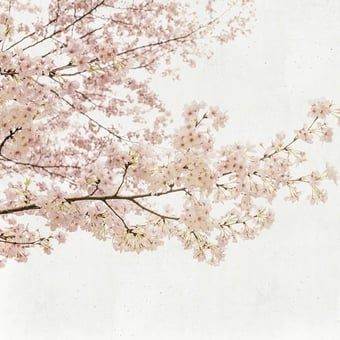 Blossom Almond Tree panel Pink Coordonné