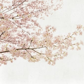 Carta da parati murale Blossom Almond Tree Pink Coordonné
