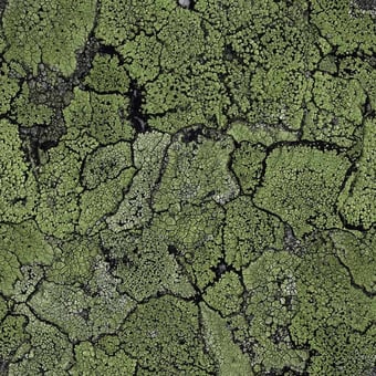 Liquen Wallpaper Green Coordonné