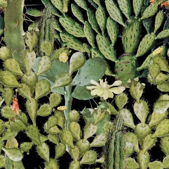 Panoramatapete Opuntia Green/Anthracite Mindthegap