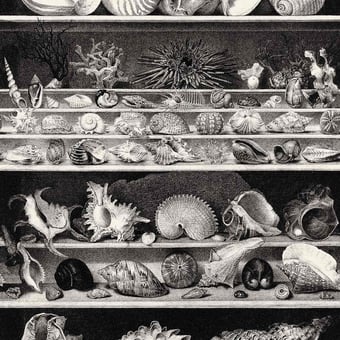 Papel pintado mural panorámico Coquillages et Crustacés Noir/Blanc Casamance