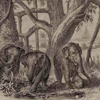Papier peint panoramique Elephants Brown Coordonné