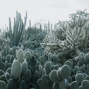 Papel pintado mural panorámico Cacti Lush Rebel Walls