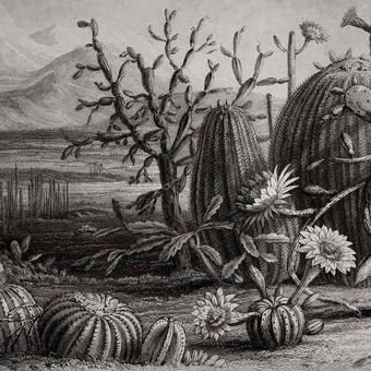 Papel pintado mural panorámico Cactus Garden Black Rebel Walls