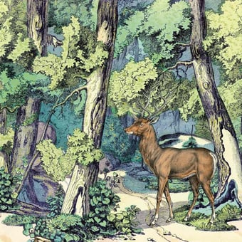 Carta da parati murale Fond de Forêt et Cerf Cerf Maison Images d'Epinal
