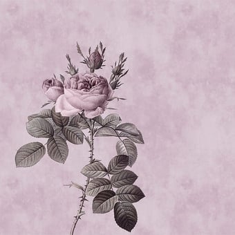 Rose Panel Rose Walls by Patel