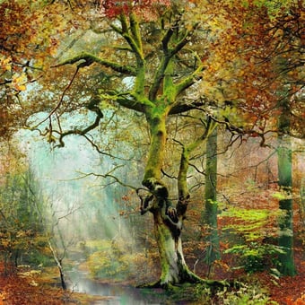 Papier peint panoramique Sous Bois Forêt Jean Paul Gaultier