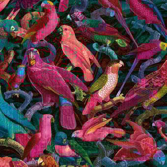 Carta da parati murale Parrots Imperialis Fushia/Bleu Quinsaï
