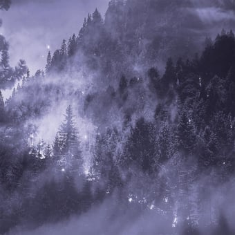 Carta da parati murale Forêt de Sapin Sépia Stella Cadente