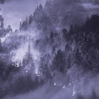 Panoramatapete Forêt de Sapin Sépia Stella Cadente