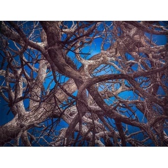Tappeti Liquid Mapple Wood MOOOI